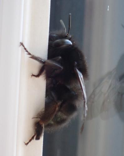 Anthophora plumipes